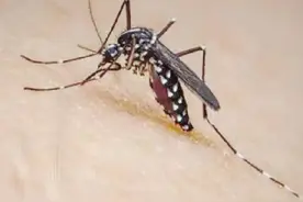 家里蚊子太多怎么办？只需要一瓶啤酒，一夏天不用蚊香，涨知识了图片