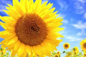 余生，向阳而生，活成自己喜欢的样子图片