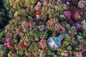 3月24日，百里杜鹃景区正式进入赏花期图片