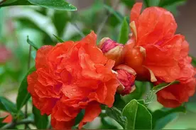 石榴花开满树红，芳华尽显五月中图片