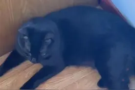 仓鼠“越狱”后，女子安排黑猫去搜寻：考验业务能力的时刻到了图片
