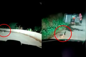 男子深夜开车遇到兔子“引路”，当事人：没想到转弯就有一辆车，幸好看到它停下来了图片