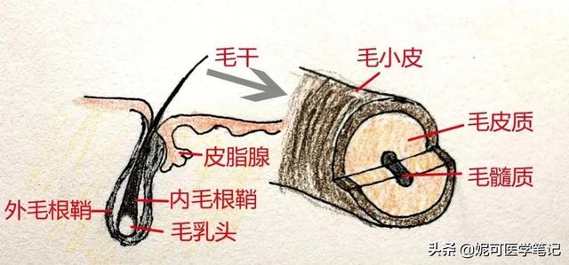 为什么天生卷发？日常该如何护理头发？