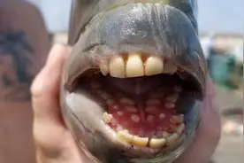 25张活久未见的照片：二战时纳粹的黑科技，现在看都那么前卫图片