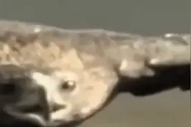 黑龙江惊现怪异老鹰，每次攻击同一人，专家揭秘真实情况图片