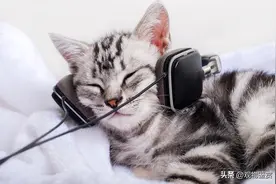 猫咪对大部分突然出现的声音都特别敏感，吸引猫咪的声音叫声图片