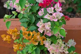 10种“耐阴花”，就怕大太阳，少晒长得旺，多晒爱黄叶图片