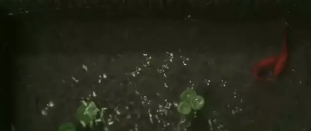 4月最火电影，败给一场床戏