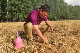 刚出苗的玉米需要喷什么农药？3种害虫和3个注意事项，值得收藏图片