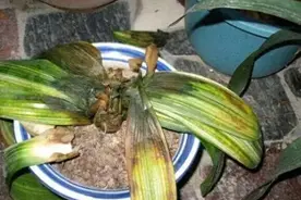 这“2种”浇花水，就是“毒水”，浇一盆死一盆，别忽视图片