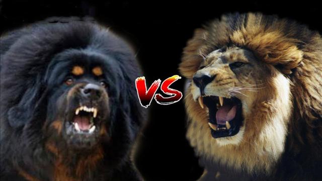 鬼獒vs狮子，如果藏獒之王单挑猫科一哥，谁会活到最后呢？