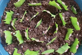 八月，开始扦插5种漂亮花，插一棵活一棵，来年坐等开花图片