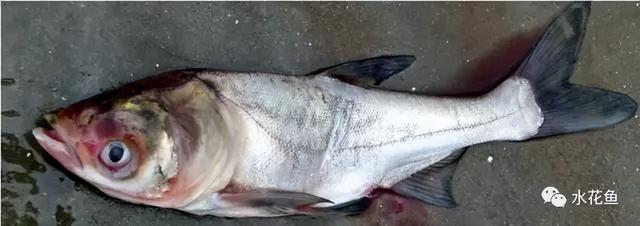 简析疑难杂症——鱼类败血症的防控：难治的集多症状于一身的鱼病