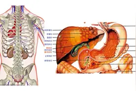 胆囊炎、胆结石，中医保守治疗法，不想手术摘除胆囊，赶紧学一学图片