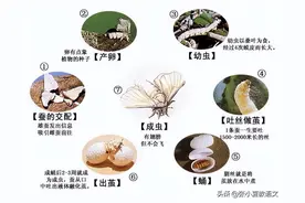 三年级蚕的观察日记，蚕的一生，蚕的生长记录表图片