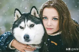 哈士奇是如何驯化而来的？它怎么这么傻？傻的不是它图片