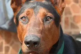 “中国红龙”——莱州红犬，优秀不输国际名犬图片