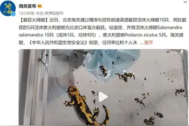 有毒！北京海关截获火蝾螈+意大利蜥，为啥总往我国寄危险生物？图片