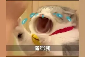 委屈猫咪表情包图片