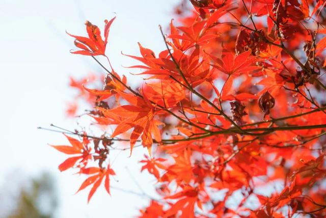 双龙生态公园：30余种彩叶植物，让“层林尽染”具象化