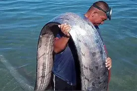 海怪“地震鱼”现身台湾！足有6米长，近期会发生地震海啸吗？图片