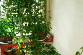 家里光照少，可以养12种“阴性花”，“半阴地”更利于生长图片