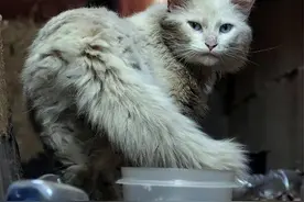 “流浪猫”是如何生存的， 看完你还忍心遗弃它吗？图片