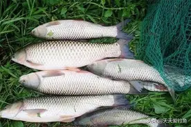 淡水阿波钓组搭配技巧，在活水中浮钓大鱼，这种钓法是第一杀招图片