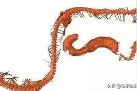 科学家发现9900万年前的琥珀，里面的东西让所以人惊喜？图片