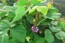 老家的葛根图片