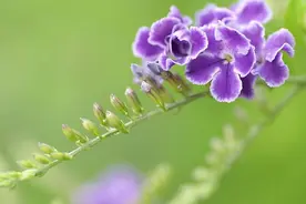 别人对你说谢谢，不要说不客气，给你三种高情商的回应方式图片