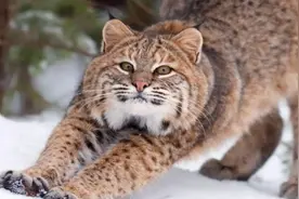 野外发现短尾猫与加拿大猞猁的杂交品种，它们生活得怎样图片