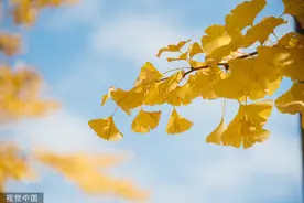 捡银杏叶泡水喝？医生：当心超量有毒图片