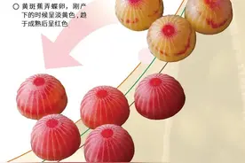 蝴蝶宝宝长什么样？擦擦口水，这不是甜点图片