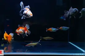 怎么算鱼缸有多少升水图片