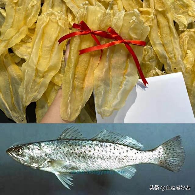 澳洲花胶是哪种鱼 澳洲花胶液有什么好处