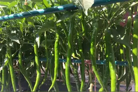 辣椒、茄子全株挂满果，摘叶整枝是关键，掌握好几点，高产不再难图片