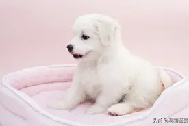 狗狗多大才能控制大小便，狗狗定点大小便怎么训练？图片