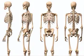欧美白种人有206块骨头，我们只有204块，少2块影响有多大？图片