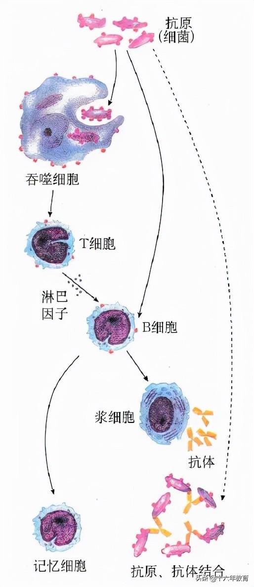 高中生物重要生化知识图解记忆（建议收藏）