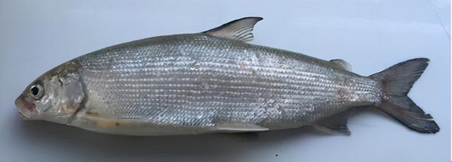 榛戦緳姹熼奔绫讳箣鈥滀笁鍗佷簩鏉傞奔鈥濆浘璋? onerror=