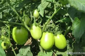 腐植酸肥料的作用和用法图片