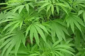 火麻，植株高大的是油料作物，植株矮小的是违禁植物图片