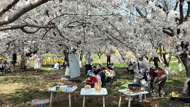 旅顺樱花园：早樱领跑，春天从这里出发