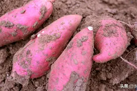 红薯不控旺、到老光长秧，伏天是关键，做好三点，红薯个大又高产图片