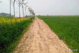 形状如破布，七步取性命，想不到苏北地区会有这种毒性霸道的蛇类图片