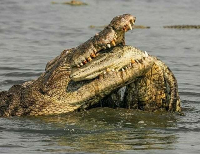 山羊恐怖版本（33张令人毛骨悚然的生物照诡异山羊如人一般站立）