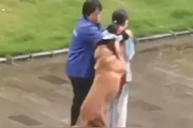 湖北一大型犬纠缠小女孩一小时，保洁阿姨挺身而出以身护女孩受伤图片