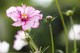 关于夏天唯美句子，盛夏经典句子摘抄图片