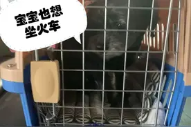 带“毛孩子”乘火车，快收好这份出行攻略图片
